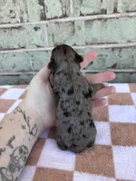 Harry, a male Yorkshire Terrier for sale in Conroe, TX – Photo 6 of 6