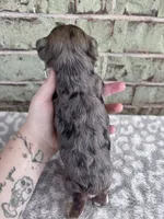 APRI Harry, a male Yorkshire Terrier for sale in The Woodlands, TX – Photo 4 of 4