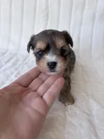 APRI Harry, a male Yorkshire Terrier for sale in Dallas, TX – 1 of 8