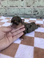 Harry, a male Yorkshire Terrier for sale in Conroe, TX – Photo 4 of 6