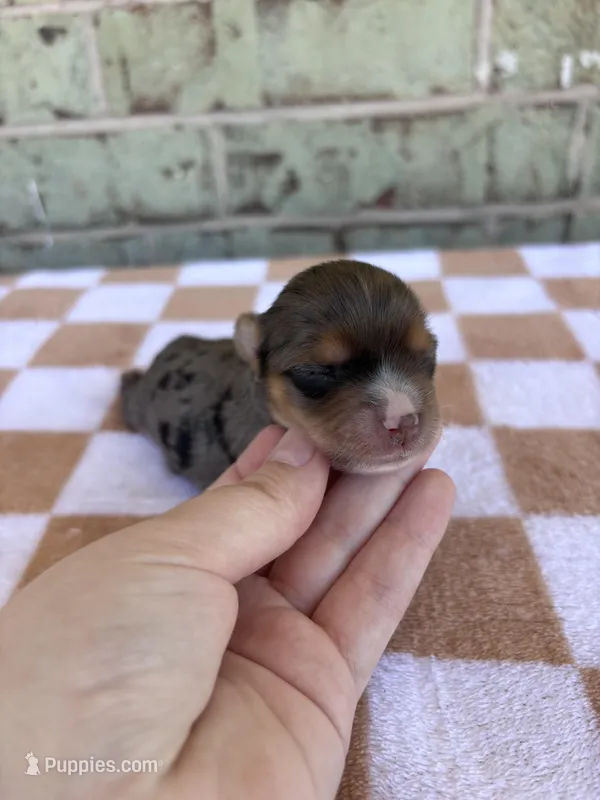 Harry – Yorkshire Terrier puppy for sale in Conroe, TX