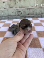 Harry, a male Yorkshire Terrier for sale in Conroe, TX – Photo 1 of 6