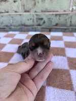 Harry, a male Yorkshire Terrier for sale in Conroe, TX – Photo 2 of 6