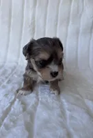 APRI Harry, a male Yorkshire Terrier for sale in Dallas, TX – 2 of 8