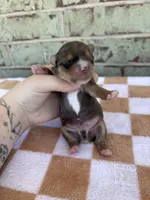 Harry, a male Yorkshire Terrier for sale in Conroe, TX – Photo 5 of 6