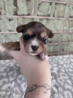 APRI Harry, a male Yorkshire Terrier for sale in The Woodlands, TX – Photo 2 of 4