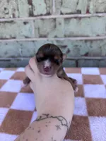 Harry, a male Yorkshire Terrier for sale in Conroe, TX – Photo 3 of 6