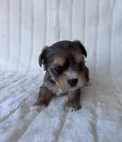 APRI Harry, a male Yorkshire Terrier for sale in Dallas, TX – 5 of 8