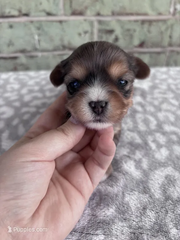 APRI Harry – Yorkshire Terrier puppy for sale in The Woodlands, TX