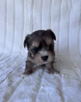 APRI Harry, a male Yorkshire Terrier for sale in Dallas, TX – 4 of 8
