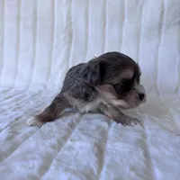 APRI Harry, a male Yorkshire Terrier for sale in Dallas, TX – 3 of 8