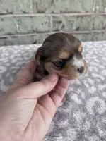 APRI Harry, a male Yorkshire Terrier for sale in The Woodlands, TX – Photo 3 of 4