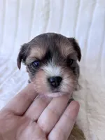 APRI Harry, a male Yorkshire Terrier for sale in Dallas, TX – 6 of 8