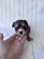 APRI Harry, a male Yorkshire Terrier for sale in Dallas, TX – 7 of 8