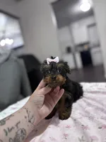 Holly, a female Yorkshire Terrier for sale in Houston, TX – 3 of 7