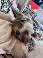 AKC Molly, a female Yorkshire Terrier for sale in Dallas, TX – 2 of 3