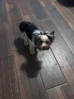 AKC Molly, a female Yorkshire Terrier for sale in Dallas, TX – 3 of 3