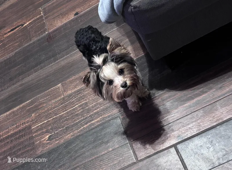 AKC Molly – Yorkshire Terrier puppy for sale in Dallas, TX