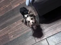 AKC Molly, a female Yorkshire Terrier for sale in Dallas, TX – 1 of 3