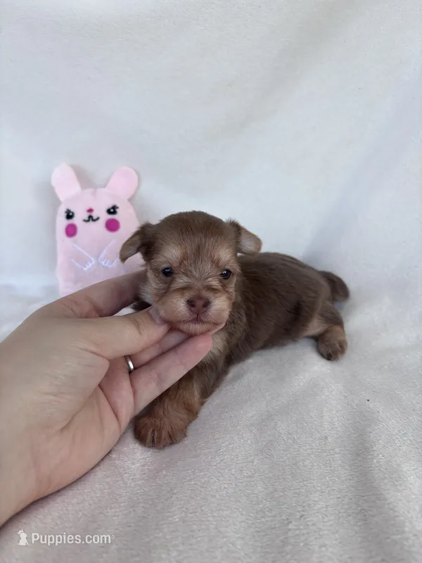 Hailey – Yorkshire Terrier puppy for sale in Austin, TX