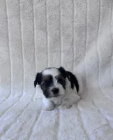 AKC Max , a male Yorkshire Terrier for sale in Oklahoma City, OK – 2 of 6