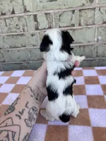 Claire, a female Yorkshire Terrier for sale in Tulsa, OK – Photo 7 of 7