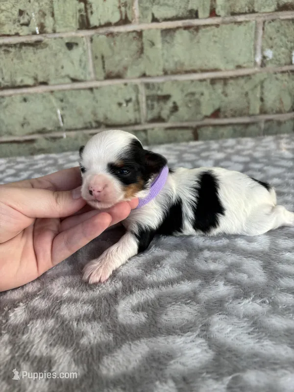 Claire, a female Yorkshire Terrier for sale in Dallas, TX – Photo 1 of 8