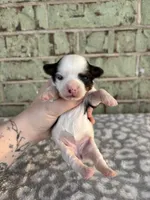 Claire, a female Yorkshire Terrier for sale in Dallas, TX – Photo 4 of 8