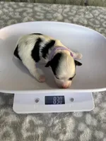 Claire, a female Yorkshire Terrier for sale in Dallas, TX – Photo 8 of 8