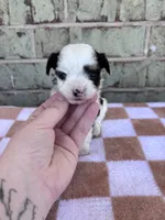 Claire, a female Yorkshire Terrier for sale in Tulsa, OK – Photo 2 of 7