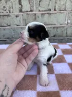 Claire, a female Yorkshire Terrier for sale in Tulsa, OK – Photo 5 of 7