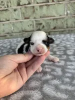 Claire, a female Yorkshire Terrier for sale in Dallas, TX – Photo 6 of 8