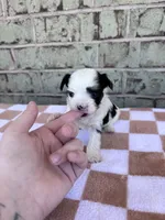 Claire, a female Yorkshire Terrier for sale in Tulsa, OK – Photo 3 of 7