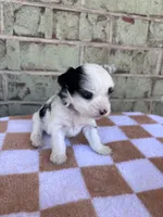 Claire, a female Yorkshire Terrier for sale in Tulsa, OK – Photo 6 of 7