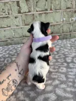 Claire, a female Yorkshire Terrier for sale in Dallas, TX – Photo 7 of 8