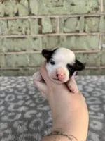 Claire, a female Yorkshire Terrier for sale in Dallas, TX – Photo 3 of 8