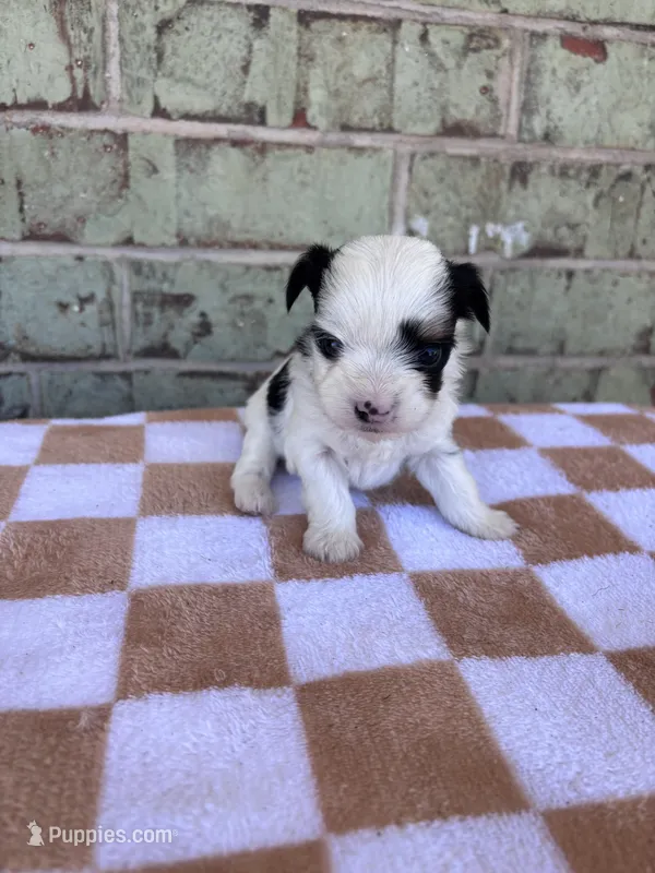 Claire – Yorkshire Terrier puppy for sale in Houston, TX