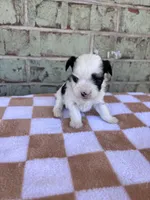 Claire, a female Yorkshire Terrier for sale in Tulsa, OK – Photo 1 of 7