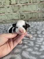 Claire, a female Yorkshire Terrier for sale in Dallas, TX – Photo 5 of 8