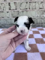 Claire, a female Yorkshire Terrier for sale in Tulsa, OK – Photo 4 of 7