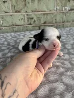 Claire, a female Yorkshire Terrier for sale in Dallas, TX – Photo 2 of 8