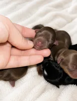 Chocolates CKC , a female Yorkshire Terrier for sale in Spring, TX – 2 of 2
