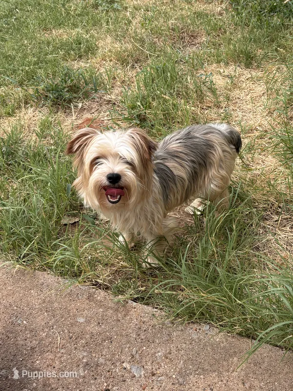 AKC Gucci  – Yorkshire Terrier puppy for sale in Dallas, TX
