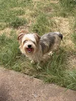AKC Gucci , a male Yorkshire Terrier for sale in Dallas, TX – 1 of 2