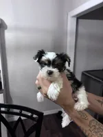 Minnie, a female Yorkshire Terrier for sale in Canton, TX – 3 of 4