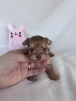 Hailey, a female Yorkshire Terrier for sale in Austin, TX – 2 of 7
