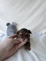 Toby, a male Yorkshire Terrier for sale in Conroe, TX – 2 of 3