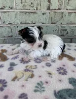 Minnie, a female Yorkshire Terrier for sale in Oklahoma City, OK – 2 of 2