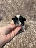 APRI Peter, a male Yorkshire Terrier for sale in Spring, TX – 3 of 4