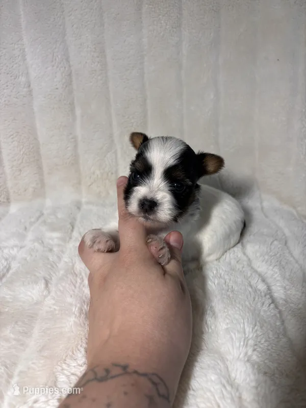 AKC Bear  – Yorkshire Terrier puppy for sale in Spring, TX